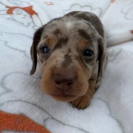 Blue eye boy - Chocolate and tan male Dachshund puppy in De Soto County, Florida from Countridox Dachshunds