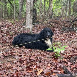 Radar - Black tri-color Australian Shepherd puppy in Oakland, Arkansas from Lone creek Aussies