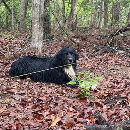 Radar - Black tri-color Australian Shepherd puppy in Oakland, Arkansas from Lone creek Aussies