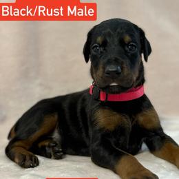 Red Collar - Black and rust male Doberman Pinscher puppy in Lake City, Florida from Paintedcrazy Doberman Pinchers