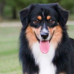 Drake - Black tri male Miniature American Shepherd puppy in Palacios, Texas from Coastal’s Miniature American Shepherds