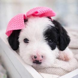 Harp - Black and white female Sheepadoodle puppy in Rocky Point, North Carolina from CelticDoods
