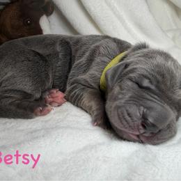 Betsy - Blue female Great Dane puppy in Weatherford, Texas from Oak Bend Danes