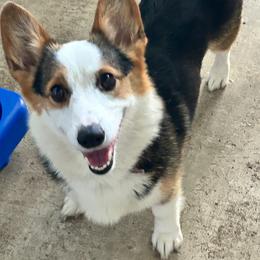 Loretta - Pembroke Welsh Corgi