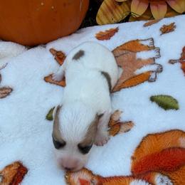 Missy - Sable and white female American Corgi puppy in Stillwater, Oklahoma from Steele Family Farms