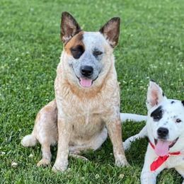 Australian Cattle Dogs from Thunderbel Cattle Dogs