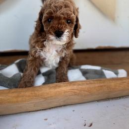 Messi - Apricot male Cavapoo puppy in Mesa, Arizona from Pedersendoodles