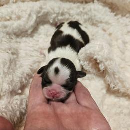 Moo - Liver and white female Shih Tzu puppy in Dexter, Kentucky from Enchanting Shih tzu
