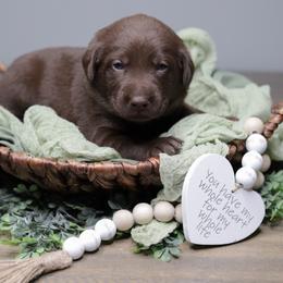 Labrador Retriever Puppies from AGL Retrievers