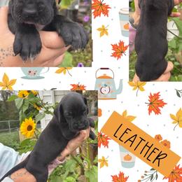 Leather - Black male Great Dane puppy in Wellsville, New York from Prophecy Danes