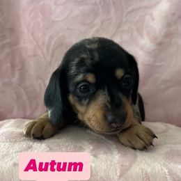 Dachshund Puppies from M & M Breeding
