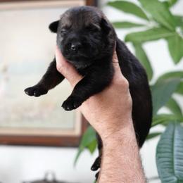 Ace - Sable male German Shepherd puppy in Coarsegold, California from Yosemite Shepherds