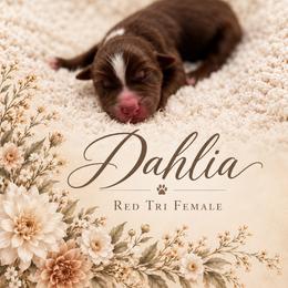 Dahlia - Red tri female Miniature Australian Shepherd puppy in Cave Creek, Arizona from Arizona Aussies