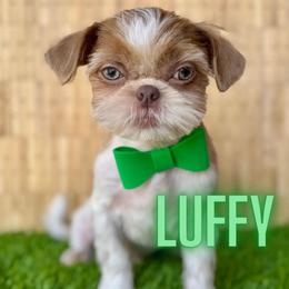 Luffy - Liver and white male Shih Tzu puppy in San Tan Valley, Arizona from My Puppy Tzu