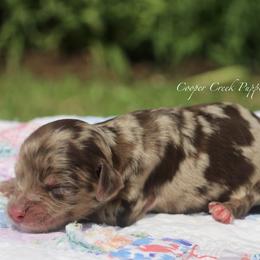 Honey - Chocolate merle female Bernedoodle puppy in Lowry City, Missouri from Cooper Creek Puppies