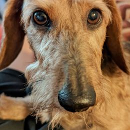 Dachshund All Grown Up from MoonLight Dachshunds