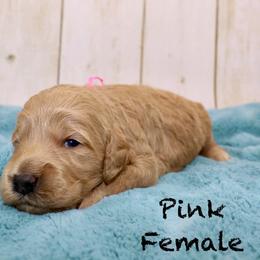 Pink - Apricot female Goldendoodle puppy in Maryville, Tennessee from Twin City Doodles