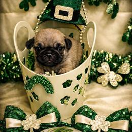Apricot Boy - Fawn male Pug puppy in Tulsa, Oklahoma from Locust Creek Pugs