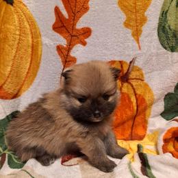 REBEL Boy 2 - Wolf sable male Pomeranian puppy in Lore City, Ohio from Tonia's Pomeranians