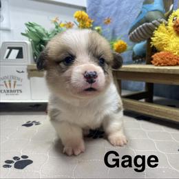 Gage - Sable male Pembroke Welsh Corgi puppy in Apison, Tennessee from Ashmore Corgis