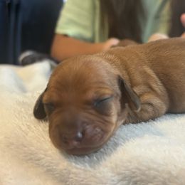 Millie - Red female Dachshund puppy in Colonial Heights, Virginia from Mimi’s Doxies