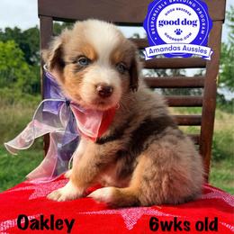 RMM orange collar - Red merle male Australian Shepherd puppy in Greenville, Texas from Amandas Aussies