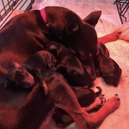 Miniature Pinschers from Waldron Family Min Pins
