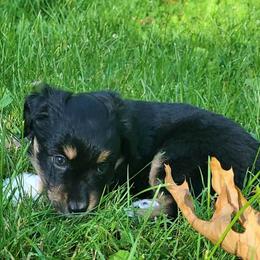 Rajah - Black tri female Miniature Australian Shepherd puppy in Sunbury, Pennsylvania from Elemental Mini Aussies