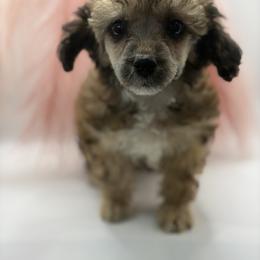 Lixira's Erica Rose - Sable female Poodle puppy in Sumter, South Carolina from Lixira Poodles LLC