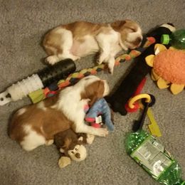 Labrador Retriever and Welsh Springer Spaniel Puppies from Puget Sound Labrador Retriever Association