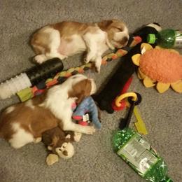 Labrador Retriever and Welsh Springer Spaniel Puppies from Puget Sound Labrador Retriever Association