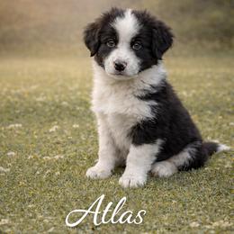 Atlas - Black & white male Australian Shepherd puppy in Citra, Florida from AEW Farm
