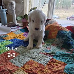 GIRL 5 - Gray and white female Old English Sheepdog puppy in Anaconda, Montana from Mt. Haggin OES