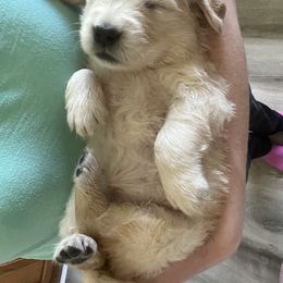 Golden Retriever Puppies from Mia Ragazza Golden Retrievers