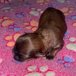 Maltese, Pomeranian, Shih Tzu, and Yorkshire Terrier Puppies from Gibbs Gorgeous Paws LLC