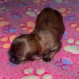 Maltese, Pomeranian, Shih Tzu, and Yorkshire Terrier Puppies from Gibbs Gorgeous Paws LLC
