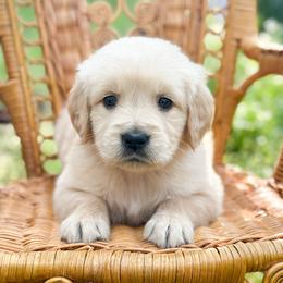 Love Bird - Golden female Golden Retriever puppy in Commerce, Georgia from Chirping Meadows Goldens
