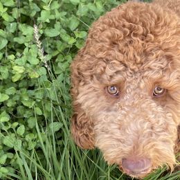 Teddy - Goldendoodle