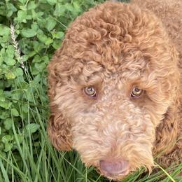 Teddy - Goldendoodle