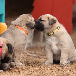 Anatolian Shepherd Dog Puppies from Wanyama Ranch Anatolians