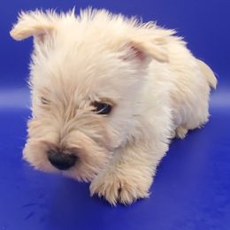 Tinge - Wheaten male Scottish Terrier puppy in Crossville, Tennessee from Cavern Kennels