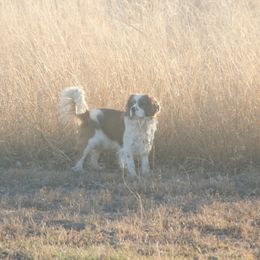 Trampus - Cavalier King Charles Spaniel