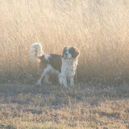 Trampus - Cavalier King Charles Spaniel