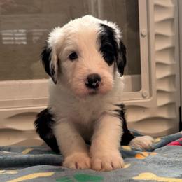 BEARCLAW - Black and white male Sheepadoodle puppy in Riverside, California from Downtown Doodles & Frenchies