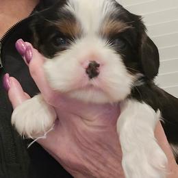 Tri Girl 1 - Tri-color female Cavalier King Charles Spaniel puppy in Meridian, Idaho from Reflection Cavaliers