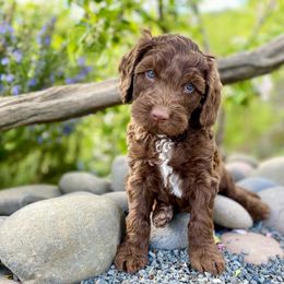 Australian Labradoodle Puppies from Starlight Ridge Australian Labradoodles