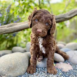 Australian Labradoodle Puppies from Starlight Ridge Australian Labradoodles