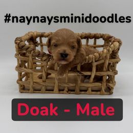 Doak- Red collar - Red  male Goldendoodle puppy in Cape Coral, Florida from Nay Nays Mini Doodles
