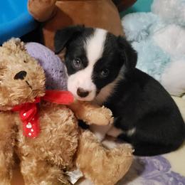 Camo - Black and white male Cardigan Welsh Corgi puppy in Myton, Utah from Cardigan Corgi Cuties 💓