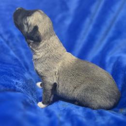 Anatolian Shepherd Dog Puppies from Florida Anatolian Shepherds